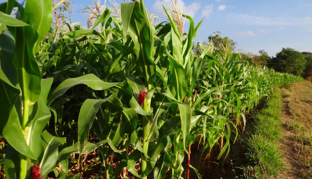 Expansão do Programa Prospera Vai Beneficiar 40,5 Mil Produtores de Milho em 2024