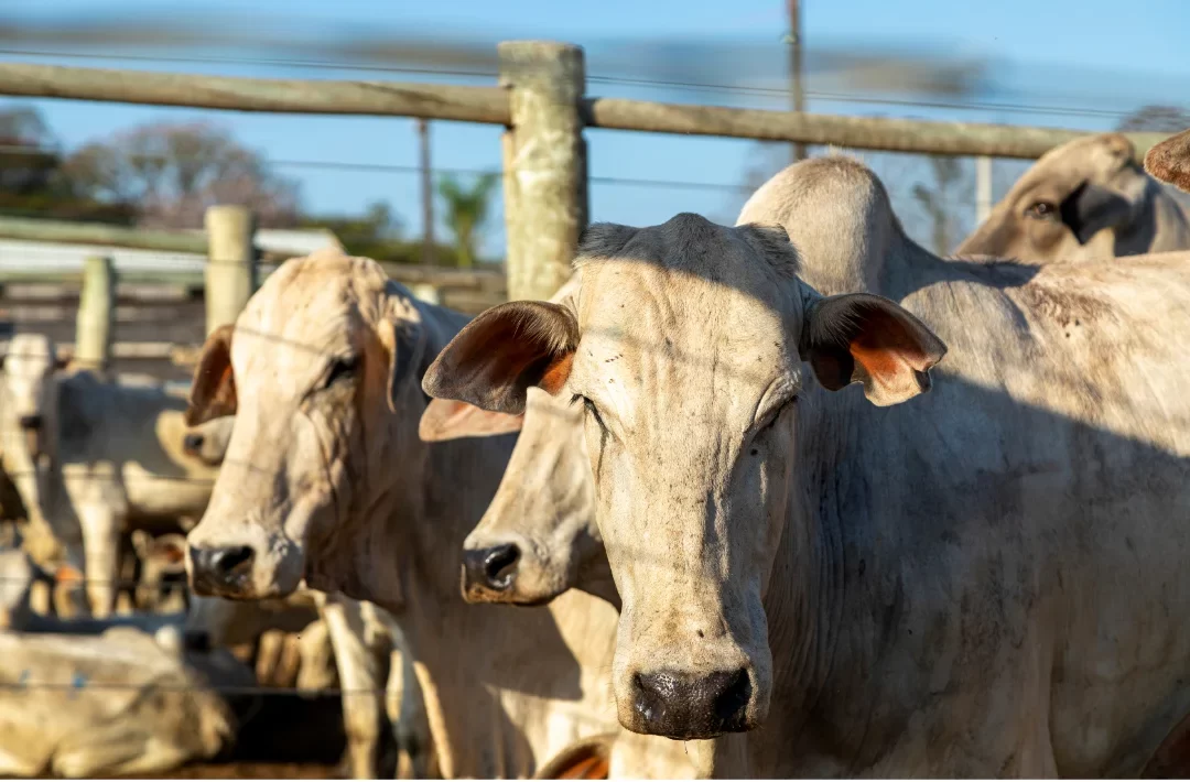 AgroCupira 2025 Com Foco em Inovação e Fortalecimento do Agronegócio