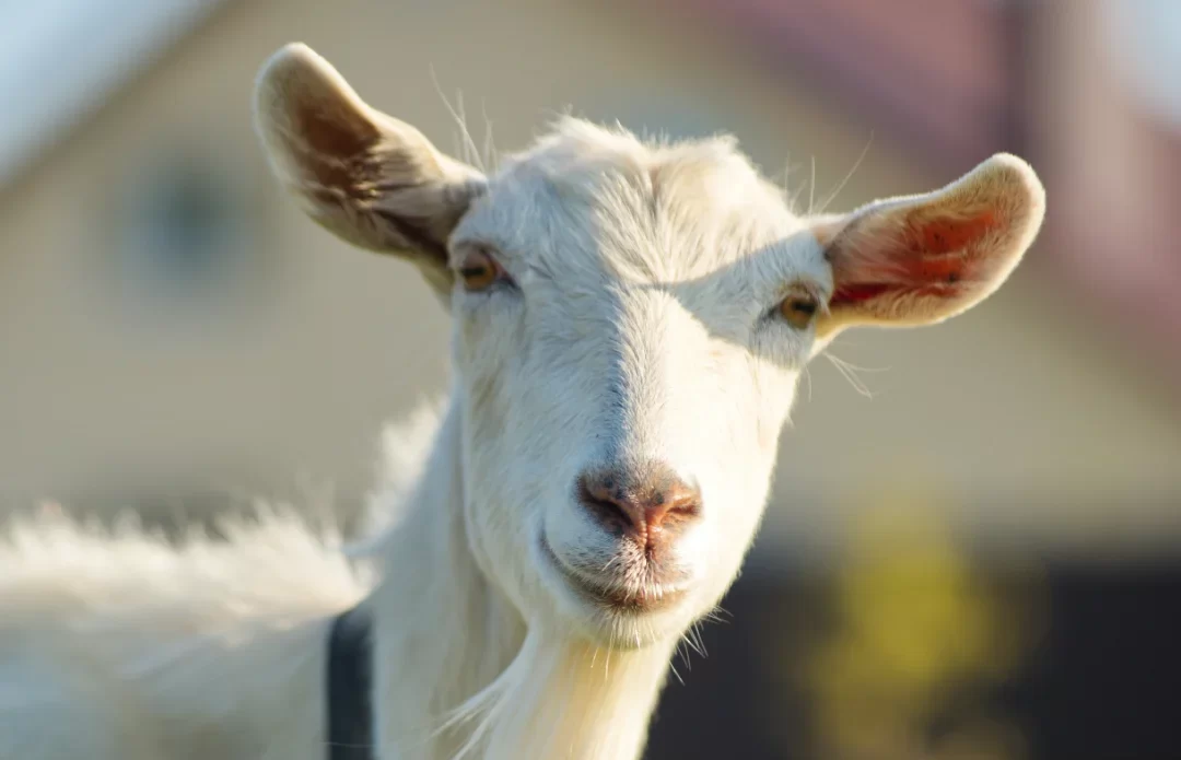 51ª EXPOCOSE Sertânia