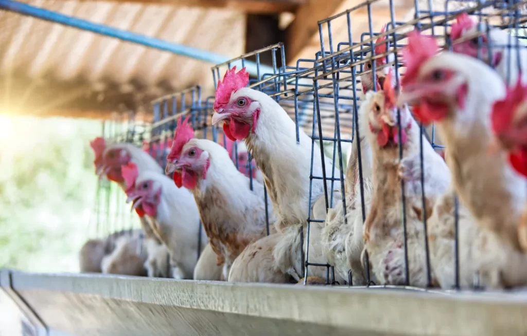 Brasil é declarado livre da gripe aviária