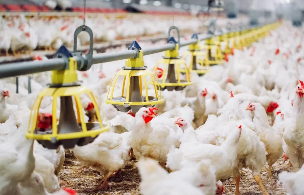 Brasil é declarado livre da gripe aviária