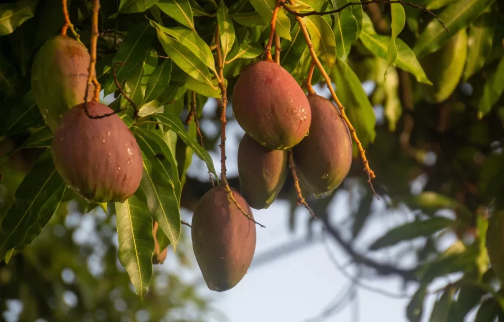 manga e uva do Vale do São Francisco
