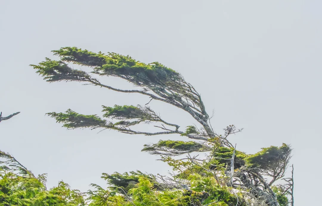 Alerta Ventania Pernambuco: Inmet Emite ‘Perigo Potencial’ para Agreste e Sertão