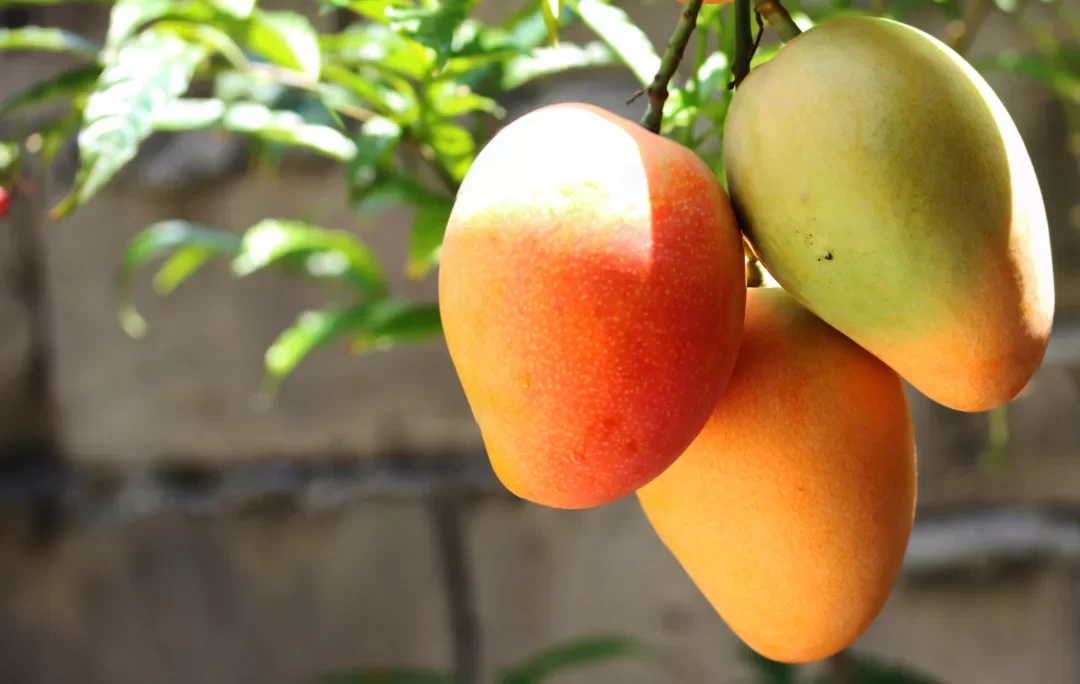 Crédito Emergencial