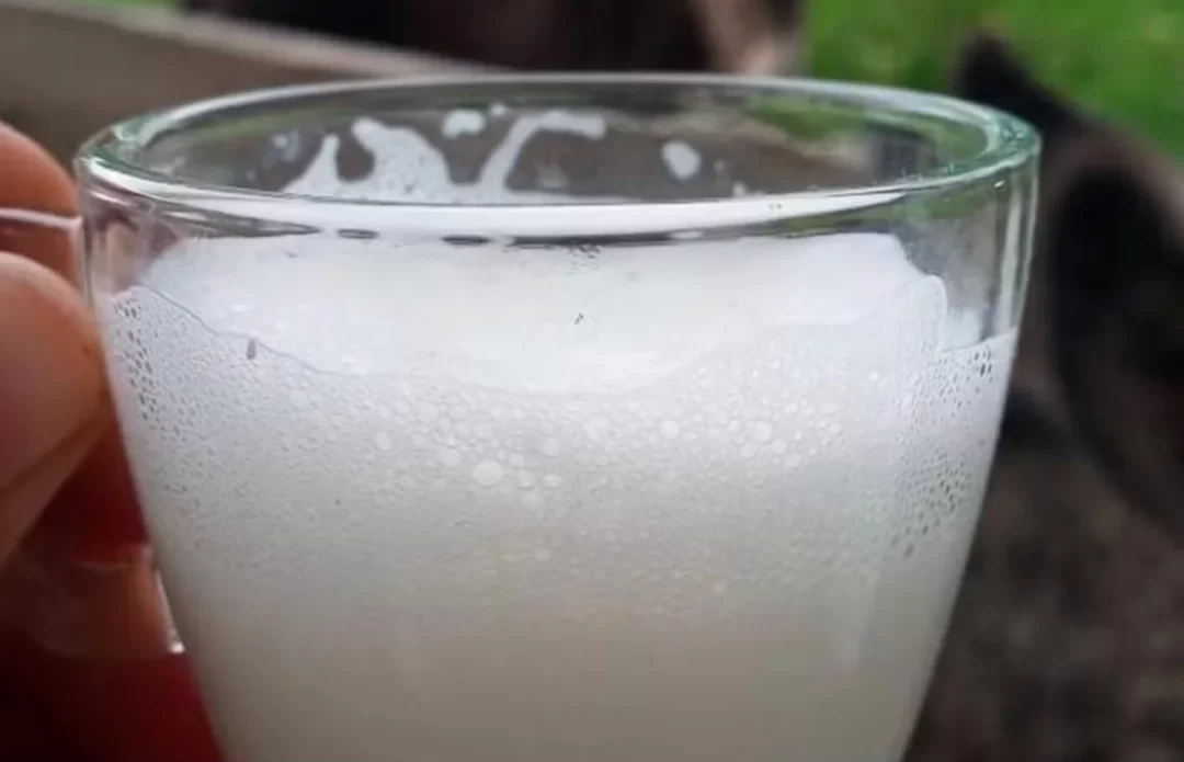 Leite de Jumenta UTIs Pernambuco