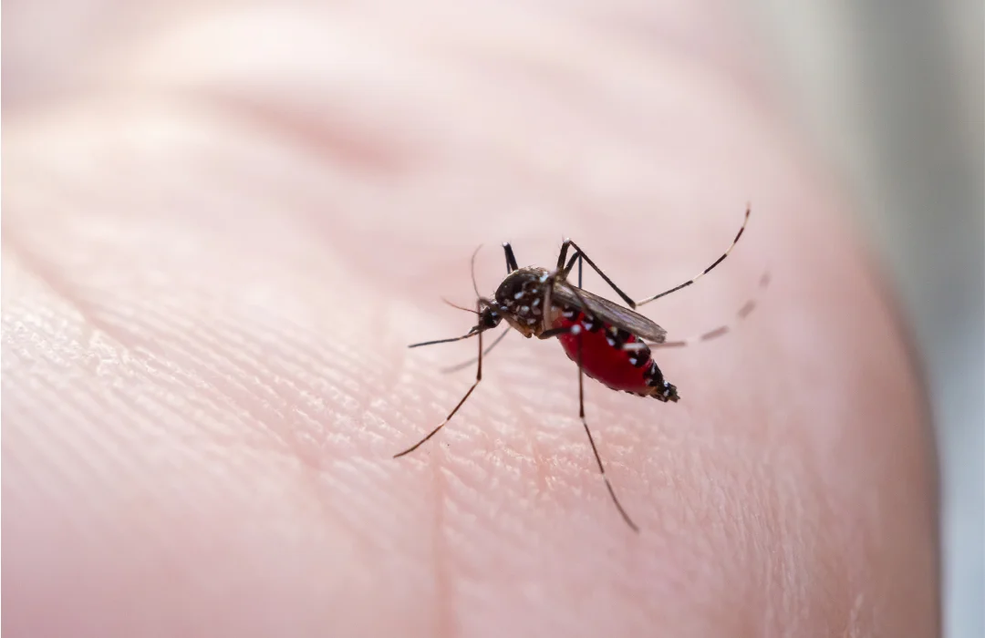 Pernambuco Registra Aumento nas Notificações de Dengue e Chikungunya