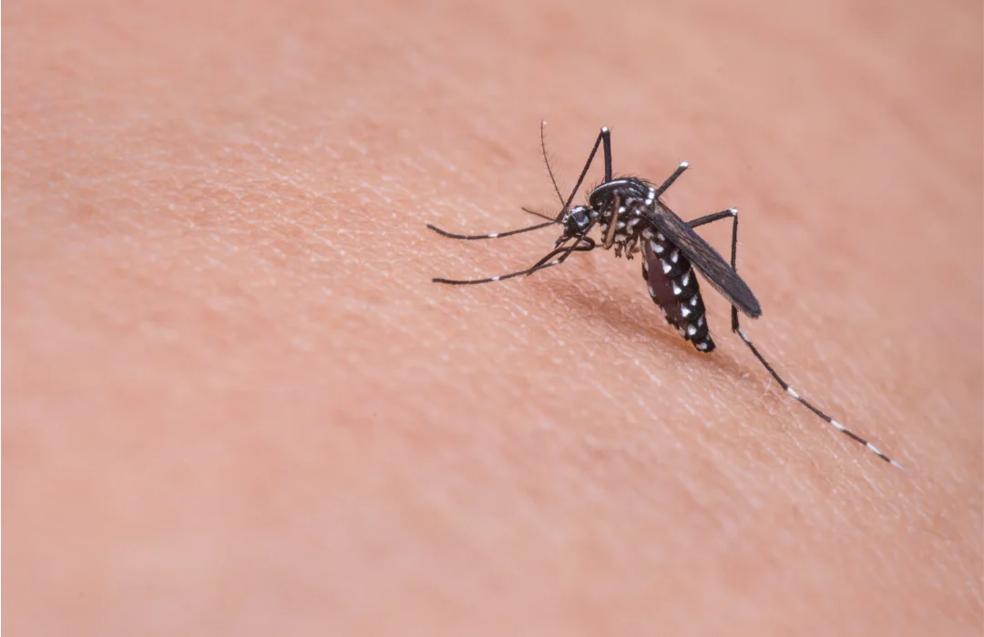 El Niño Pode Elevar Risco de Dengue no Fim de 2026