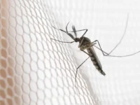 Região noroeste de São Paulo concentra maiores casos de dengue em 2026