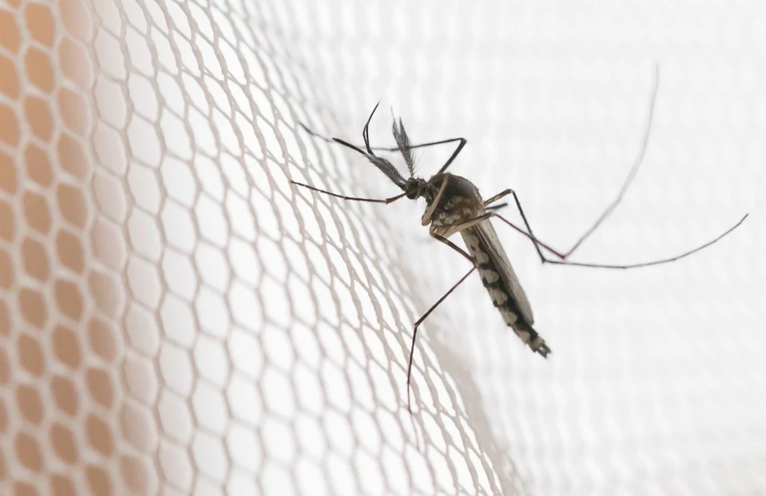 Região noroeste de São Paulo concentra maiores casos de dengue em 2026
