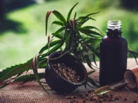Regulamentação da cannabis medicinal no Brasil ainda apresenta lacunas, alertam associações