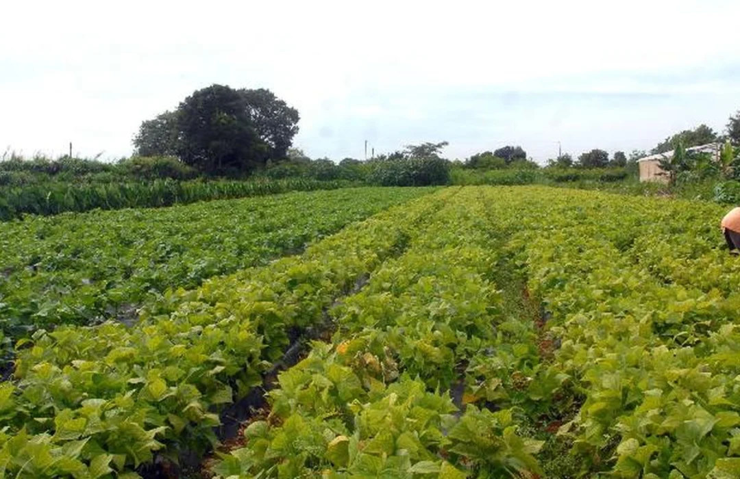 Governo libera R$ 64,3 milhões para segurança alimentar e povos indígenas