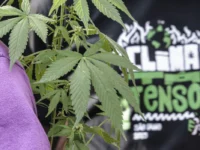 Prisões por tráfico de drogas resultam muito mais em preventiva do que outros crimes