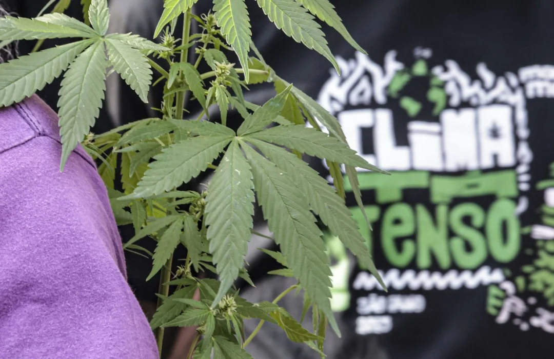 Prisões por tráfico de drogas resultam muito mais em preventiva do que outros crimes