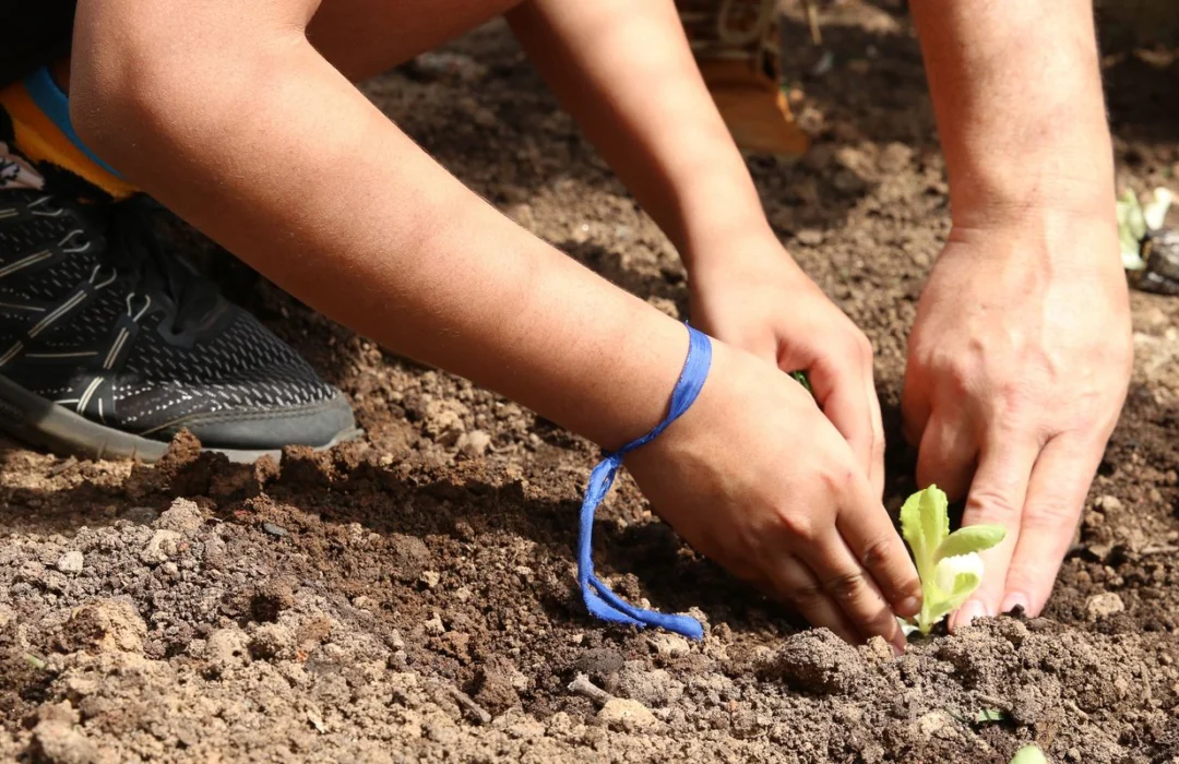 Organizações cobram compromisso de candidatos com agroecologia em São Paulo