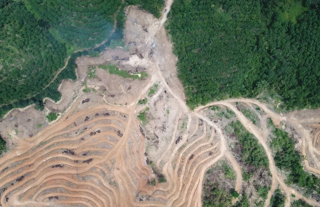 Desmatamento na Amazônia e Cerrado atinge menores índices em décadas