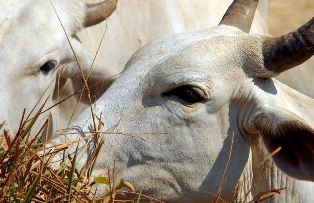 Tarifa de 67% encarece carne brasileira no mercado chinês a partir de quinta-feira