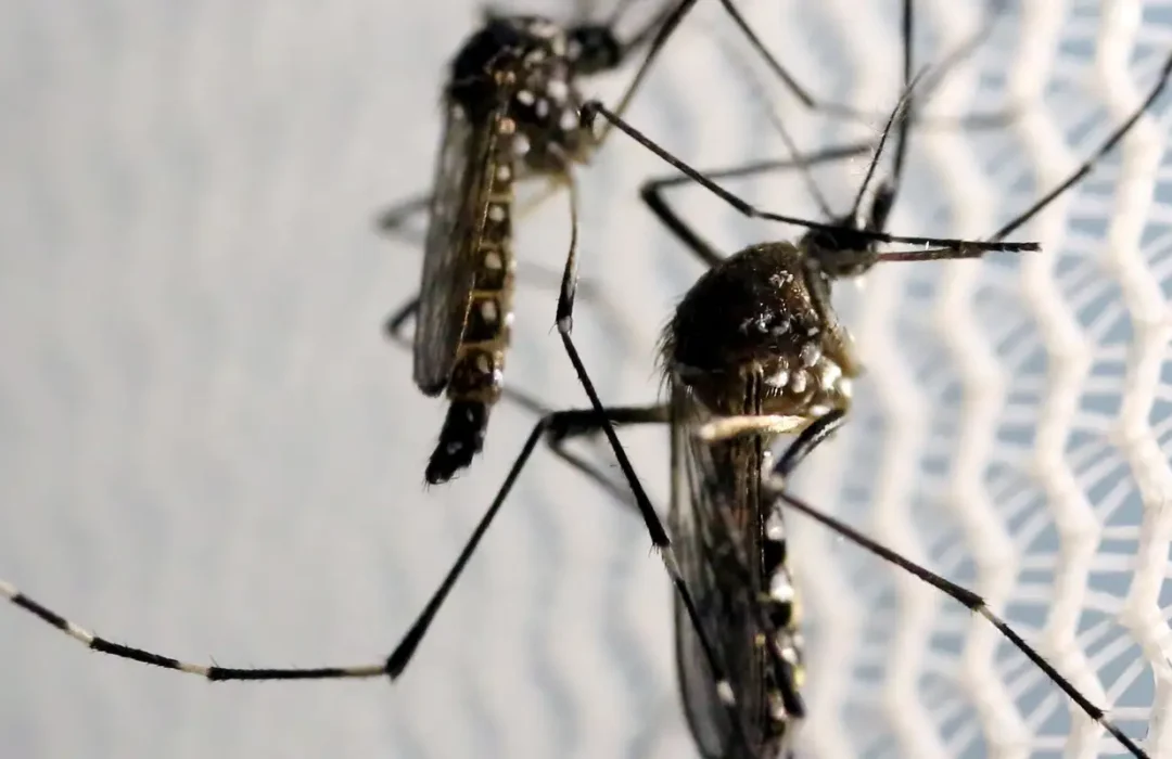 Metade dos municípios brasileiros enfrentam situação de alerta contra o Aedes aegypti
