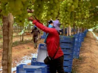 Estudo revela exploração de trabalhadores rurais na fruticultura do Vale do São Francisco