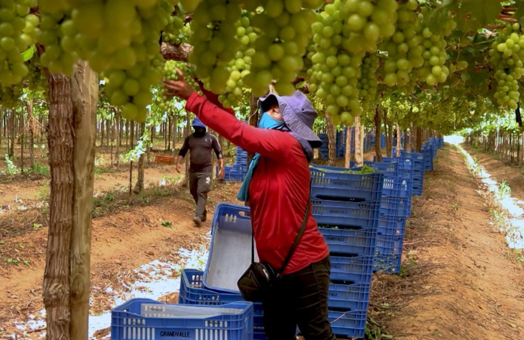 Estudo revela exploração de trabalhadores rurais na fruticultura do Vale do São Francisco